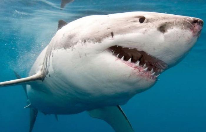 Florida Girl shark attack