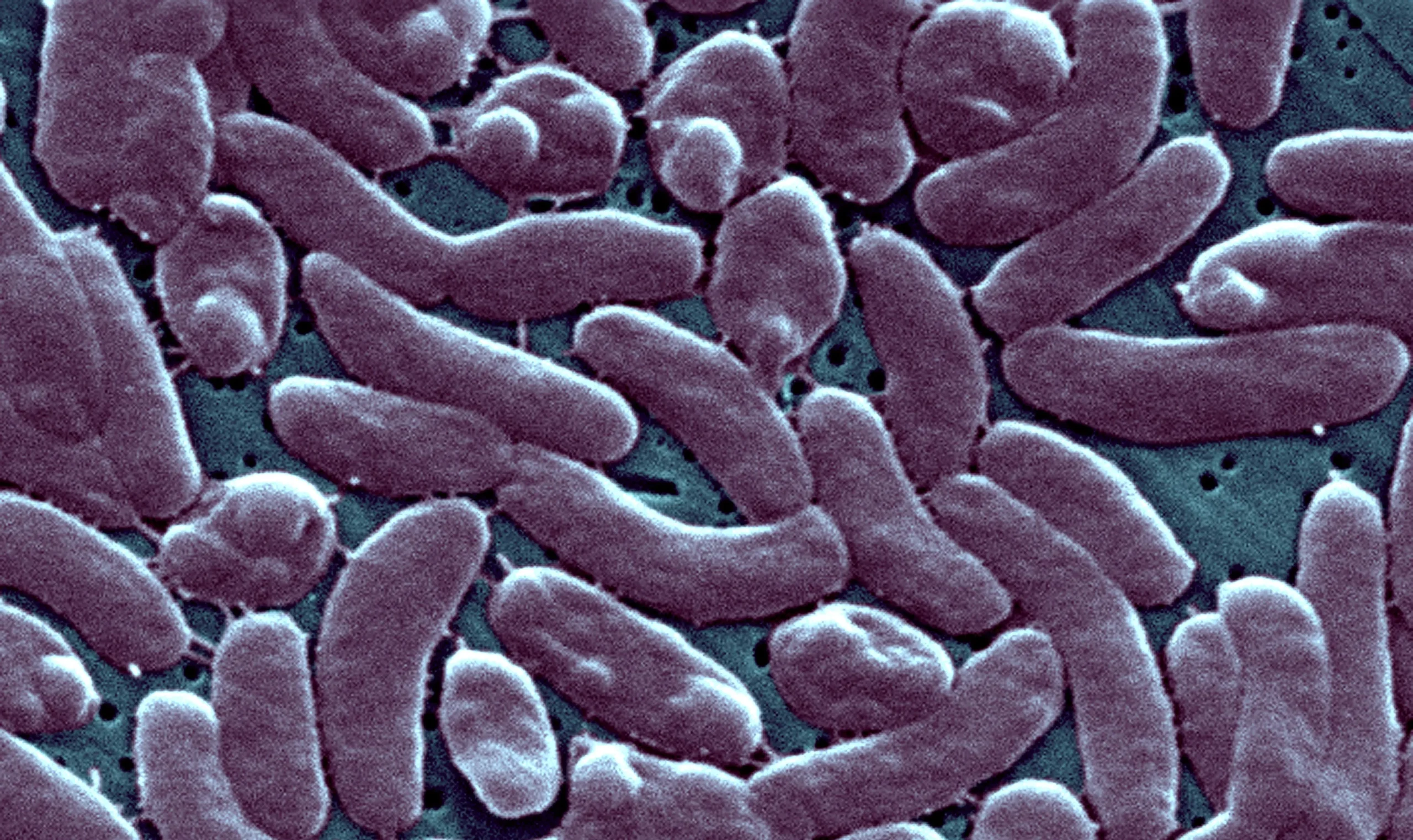 flesh-eating bacteria Florida
