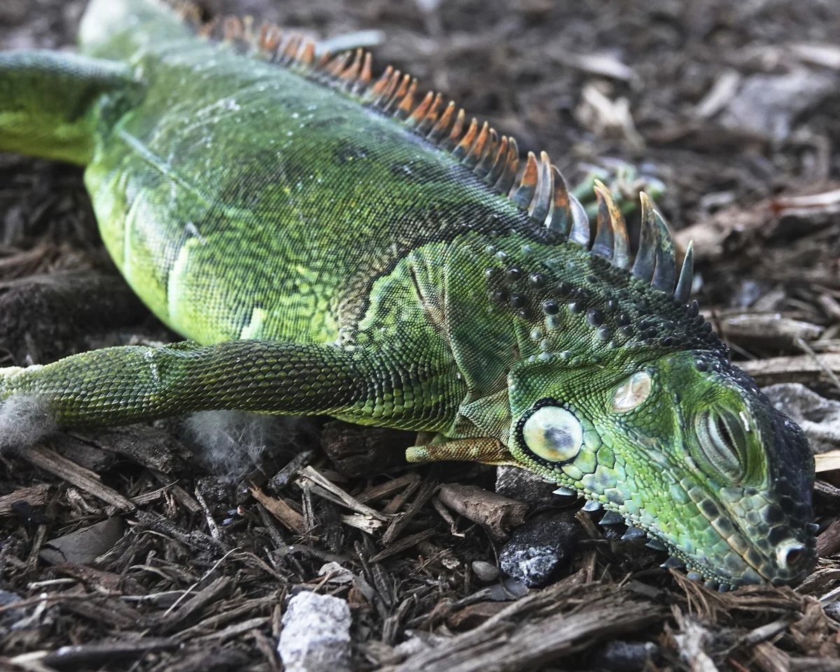 Florida cold-stunned iguanas removed