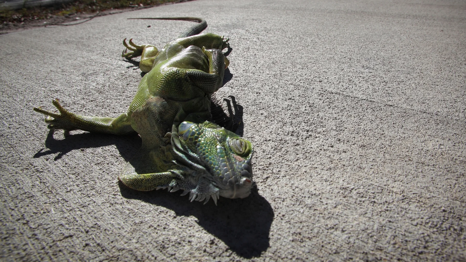 Florida cold-stunned iguanas removed
