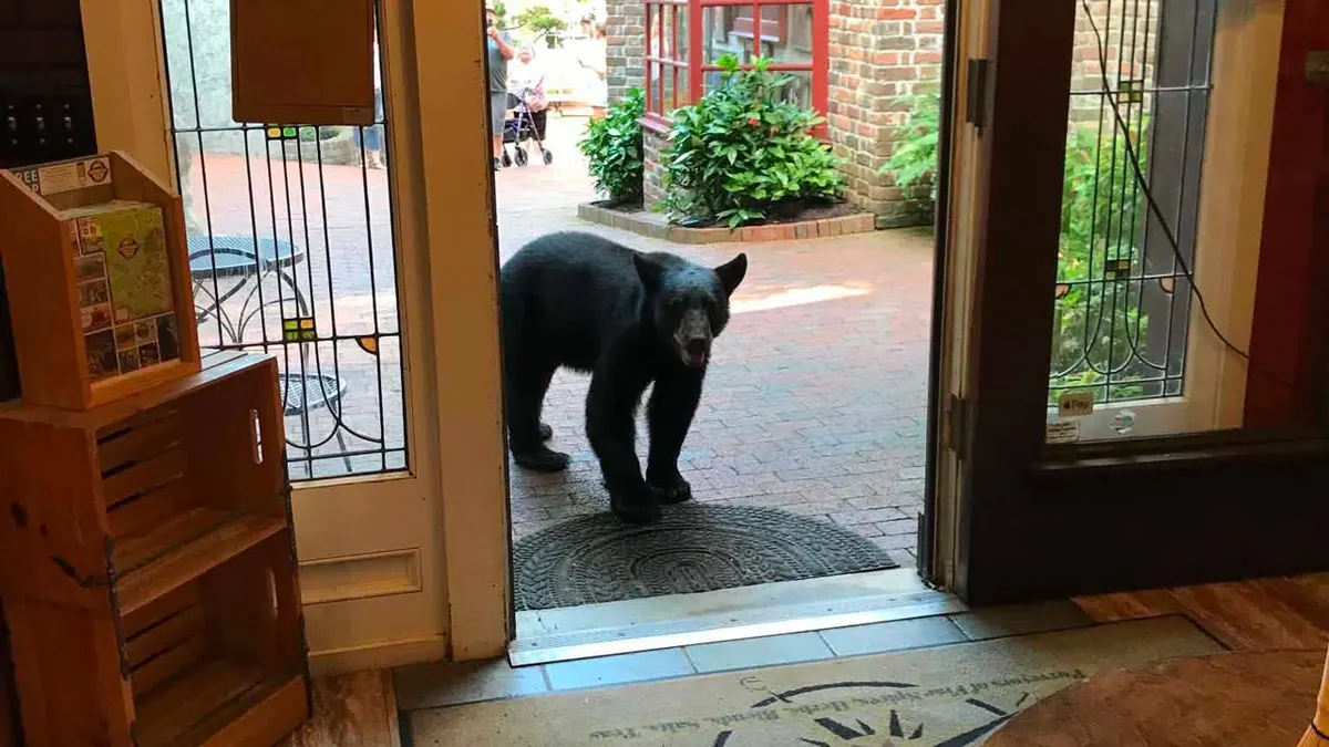 Tennessee bear encounter