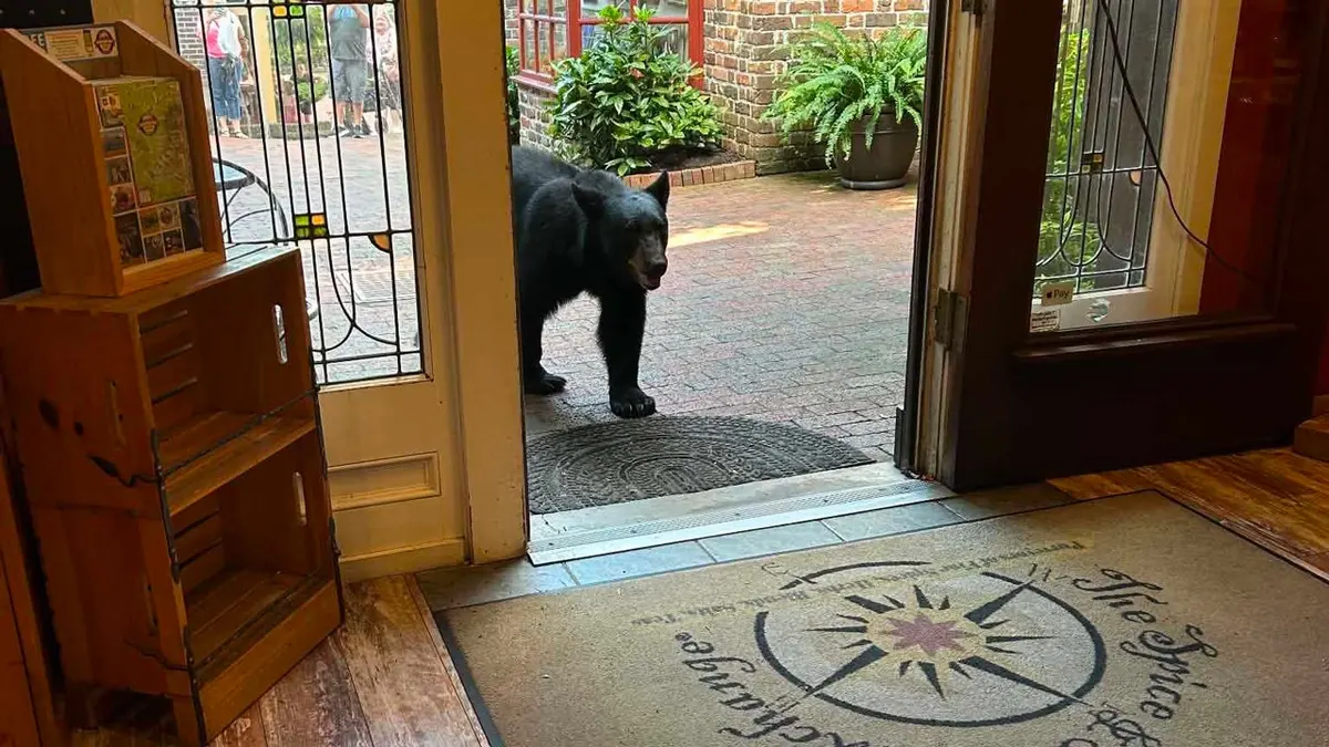 Tennessee bear encounter