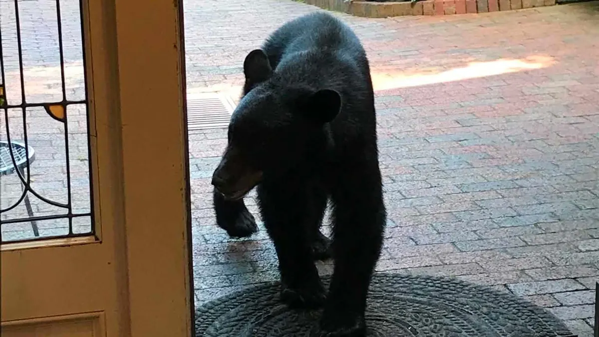 Tennessee bear encounter